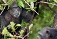 Un institut de recherche new-yorkais abandonne une colonie de chimpanzés