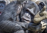Des chimpanzés consomment de l'alcool jusqu'à être ivres