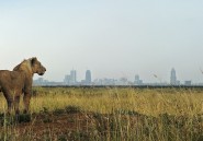 VIDEO. Un lion s'échappe d'un parc de Nairobi et sème le chaos en ville