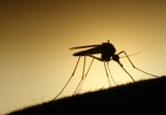 Chez les moustiques, le danger est dans la salive