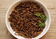 Les insectes sont le futur de l'alimentation humaine