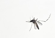 On sait maintenant pourquoi les moustiques piquent votre voisin mais pas vous