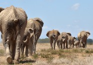 Comment le braconnage change l'anatomie des éléphants