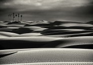 Les oasis pourraient bientôt n'être plus qu'un mirage dans le Sahara