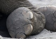 Les douloureux maux de pieds qui tuent les éléphants en captivité