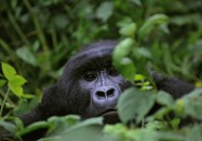 Sauver les grands singes, c’est contribuer au développement de l'Afrique