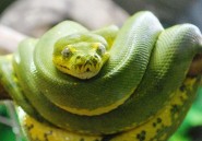 Les morsures de serpent, un fléau que l'Afrique semble ignorer 